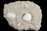 Eocene Fossil Gastropods (Globularia) - Damery, France #73830-1